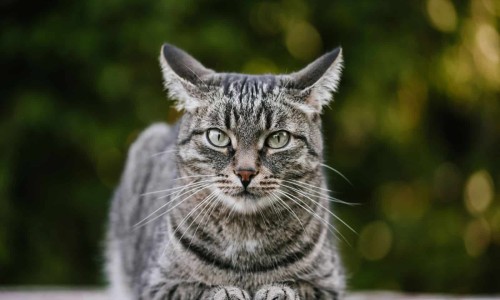 猴头菌提取物颗粒禁忌
